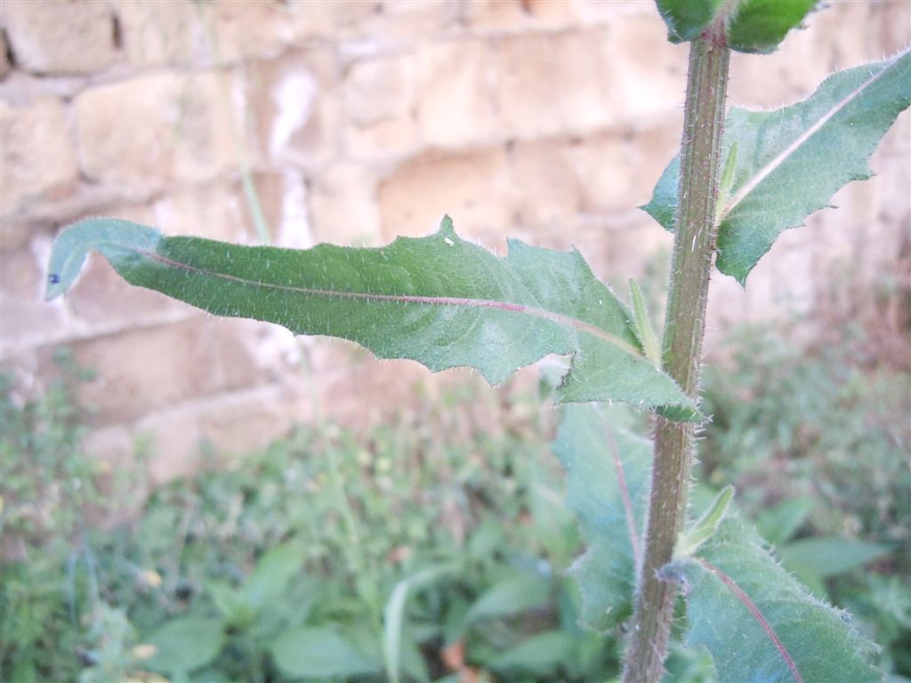 Larva di Tenthredo scrophulariae